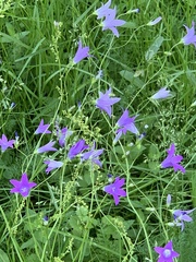 Campanula patula