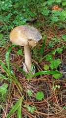Amanita submembranacea