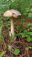 Amanita submembranacea