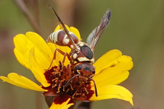 Euodynerus annulatus