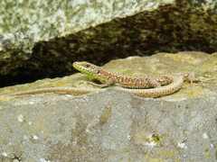 Darevskia rudis