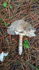 Amanita submembranacea