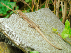 Darevskia rudis