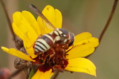 Euodynerus annulatus