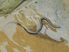Natrix tessellata