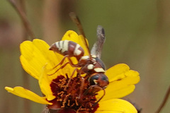 Euodynerus annulatus