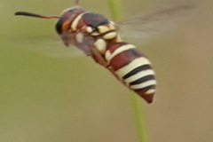 Euodynerus annulatus