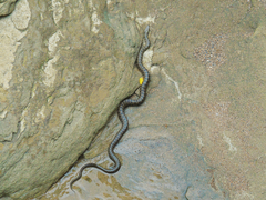 Natrix tessellata