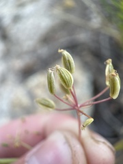 Lomatium grayi