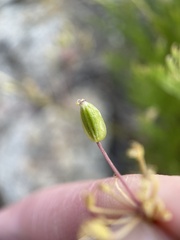 Lomatium grayi