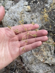 Lomatium grayi