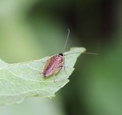 Ectobius erythronotus