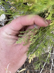 Lomatium grayi