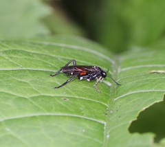 Macrophya militaris
