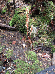 Corallorhiza maculata occidentalis