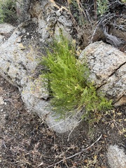 Lomatium grayi