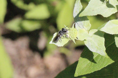 Megachile campanulae