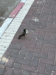 Acridotheres tristis