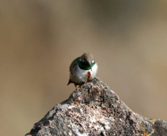 Oreotrochilus estella