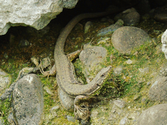 Darevskia rudis