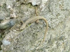 Darevskia rudis