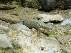 Darevskia rudis