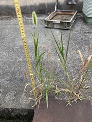 Setaria viridis