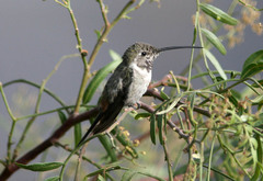 Rhodopis vesper
