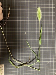 Setaria viridis