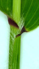Setaria viridis