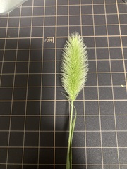 Setaria viridis
