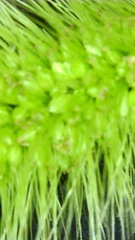 Setaria viridis