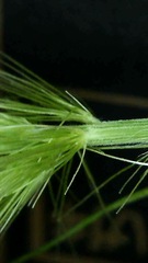 Setaria viridis