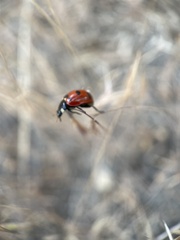 Coccinella transversoguttata