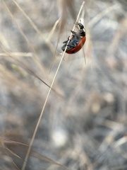 Coccinella transversoguttata