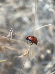 Coccinella transversoguttata