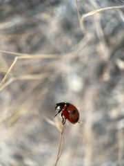 Coccinella transversoguttata