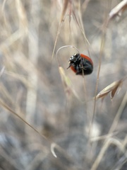 Coccinella transversoguttata