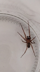 Metaltella