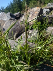 Dichanthelium spretum