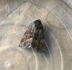 Photedes captiuncula