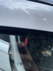 Dictyoptera