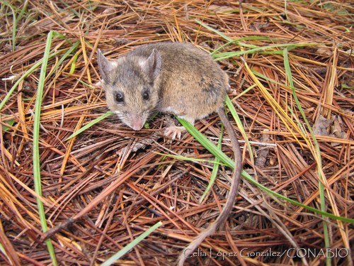 Schmidly's Deer Mouse (Peromyscus schmidlyi) — Least Concern Mammalia