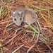 Schmidly's Deer Mouse - Photo (c) conabio_bancodeimagenes, some rights reserved (CC BY-NC-ND), uploaded by conabio_bancodeimagenes