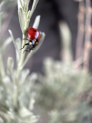 Coccinella transversoguttata