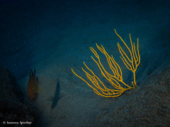 Leptogorgia viminalis