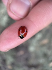 Coccinella transversoguttata