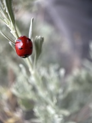 Coccinella transversoguttata