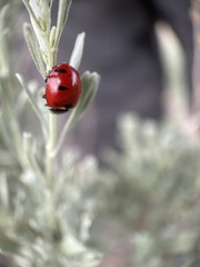 Coccinella transversoguttata