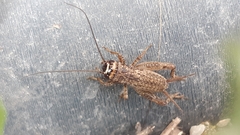 Eumodicogryllus